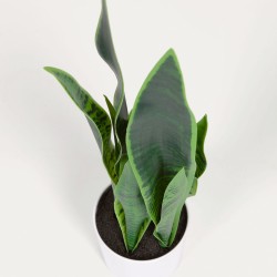 Искусственное растение Sansevieria с белым горшком 55 см