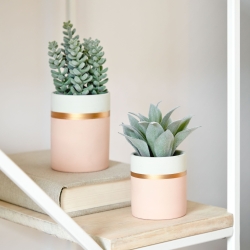 Flower Агава в розовом керамическом горшке