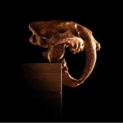 Высокий комод Hercules