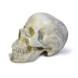 Cтатуэтка-копилка Череп Terra Design Skull SKU10428
