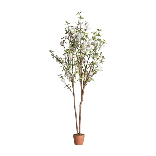 Высокое растение MAGNOLIA